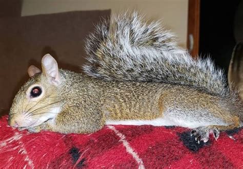 300+ Best Pet Squirrel Names (Cute, Funny, & Famous Names) | PetPress