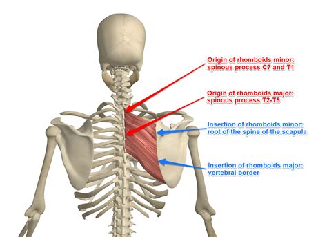 The Rhomboid Muscle on Yoganatomy.com