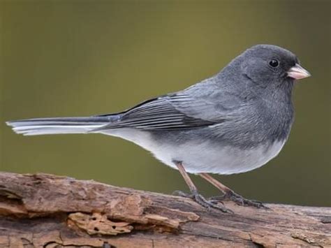 Common Winter Birds: Dark-eyed Juncos in the United States - Sigloxxi