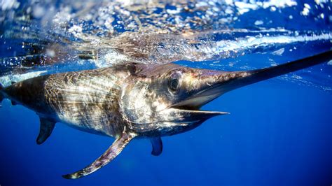 Swordfish Underwater