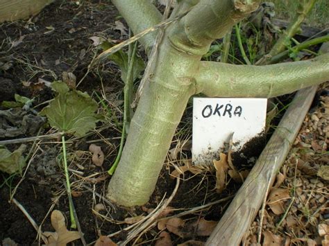 As My Garden Grows: Ode to the "Okra" Tree