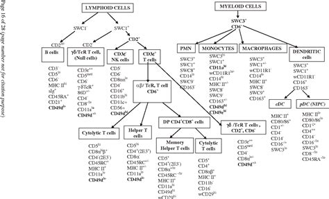 Figure 1 from Membrane markers of the immune cells in swine: an update ...