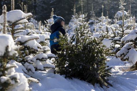 Buttenschon Christmas Tree Farm - Oneida County Tourism