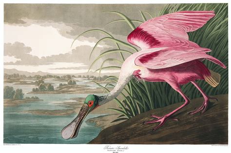 John James Audubon’s Entire ‘Birds of America’ Now Downloadable | Hi ...