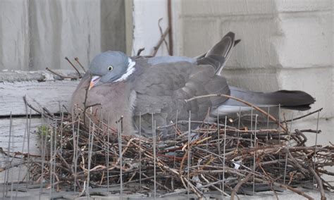 Pigeon nest - tanbilla