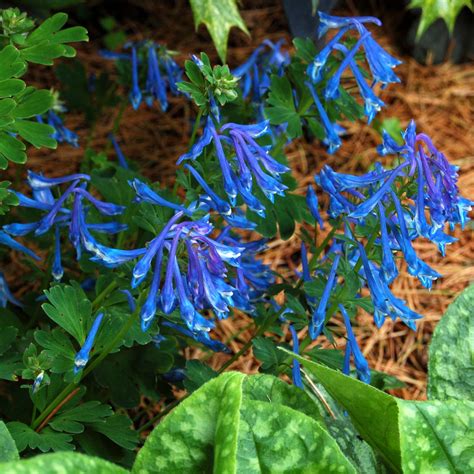 Corydalis elata | TERRA NOVA® Nurseries, Inc.