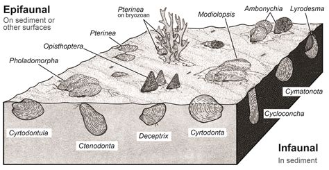 Fossil of the month: Modiolodon