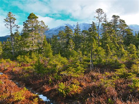 Alaska's Tongass National Forest Must Stay Wild - Winter Wildlands Alliance