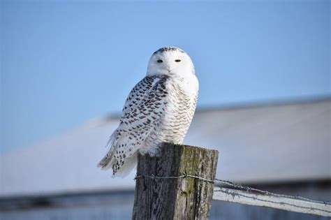 Snowy Owl Facts (and Where to Find Them!) - Birds and Blooms