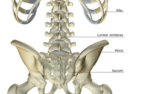 Transverse Process, Lamina and More. Spinal Anatomy for the Rest of Us