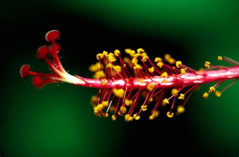 Stamen | Definition, Plant, Flower, Function, Description, & Facts ...