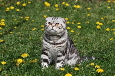 6 Types of British Shorthair Cat Colors (With Info & Pictures) | Hepper