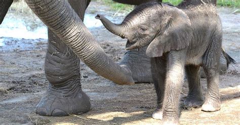 Mom gives Florida's newest baby elephant a name