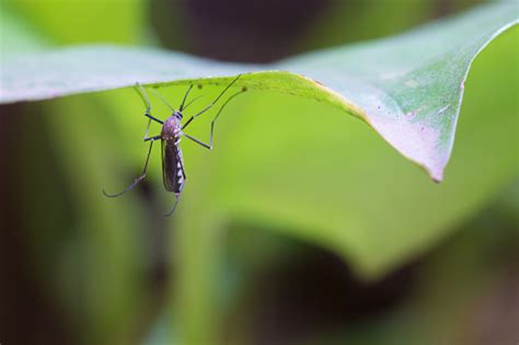 Aedes Albopictus Nyamuk Aedes Aegypti Tutup Nyamuk Mo Foto Stok - Unduh ...