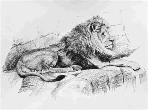 Standing Lion Drawing at PaintingValley.com | Explore collection of ...