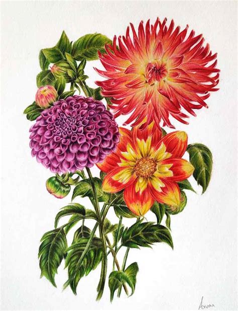 Flowers Drawing With Color Pencil | Best Flower Site