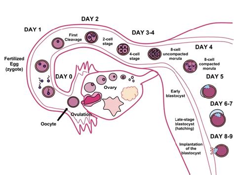 Prenatal Development | Lifespan Development