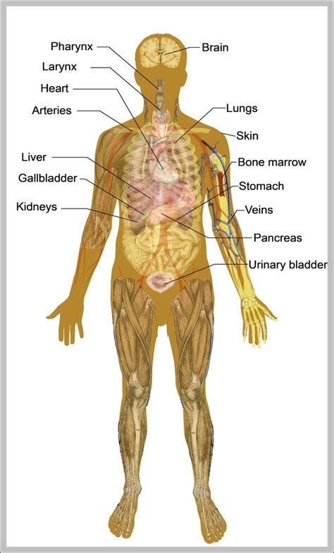 Human Body Chart Male - Human Anatomy Chart Male : Mid Section ...