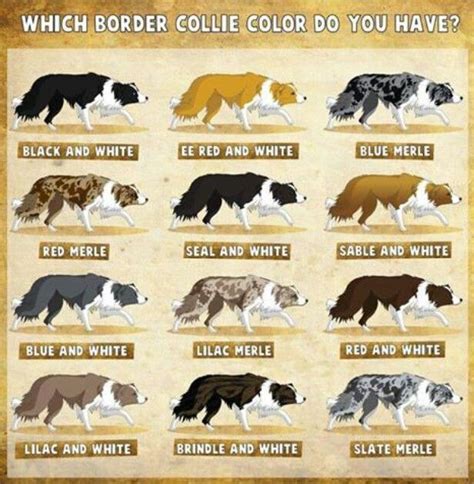 merle color dog names - Deadra Cordell