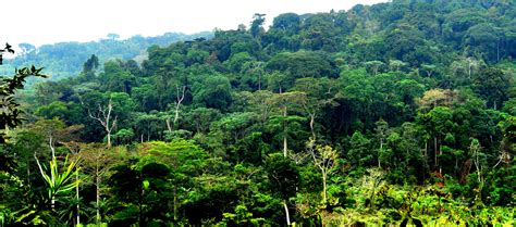 Logging Threatens World's Second Largest Rainforest in DR Congo