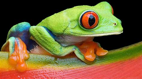 How Many Red-Eyed Tree Frogs are Left in the World? - AMPHIPEDIA