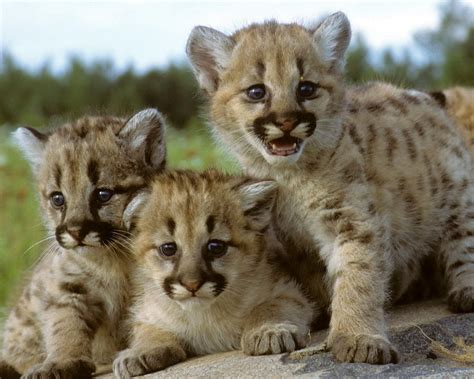 Cougar Cubs On A Rock Photograph by Larry Allan