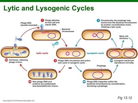 Lysogenic Cycle Animation