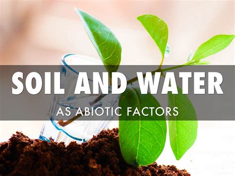 Soil And Water As Abiotic Factors by Jacob Cree