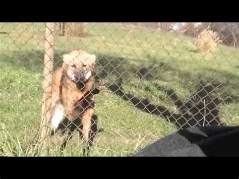 Maned Wolf Behavior - YouTube