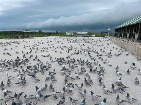 ONE LOFT RACING - racing pigeons