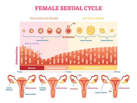 What Is Ovulation? Symptoms, Tracking, and Disorders