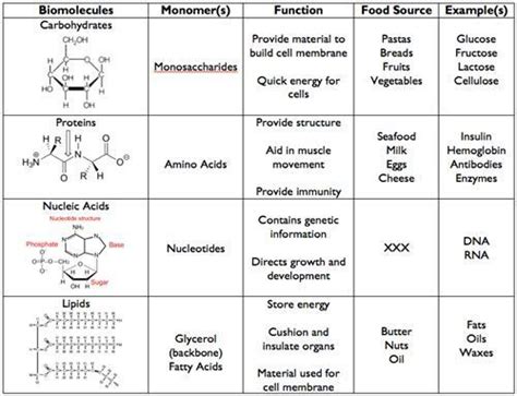 Biomolecules Chart Worksheets | Macromolecules, Macromolecules biology ...