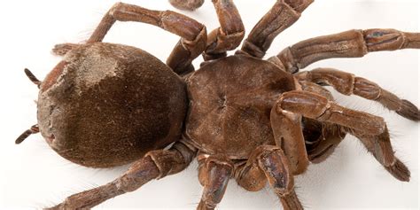 Goliath Bird Eating Tarantula Full Grown