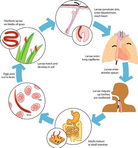 Ancylostoma Duodenale Life Cycle