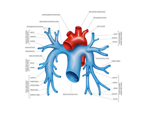 Pulmonary Artery Segmental Anatomy