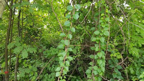 Forecasting Growth: Invasive plants can ruin your garden | WPFO