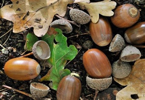 Acorns! Oh, the Possibilities! | Acorn recipe, Acorn, Edible acorns