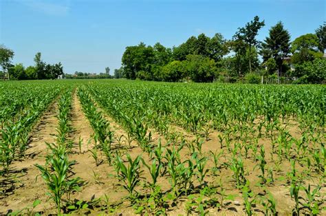 Expert Guide To Maize Farming In Kenya | 2024 Update