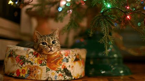 Happy Holidays to all on DN !, nature, christmas, cat, winter, HD ...