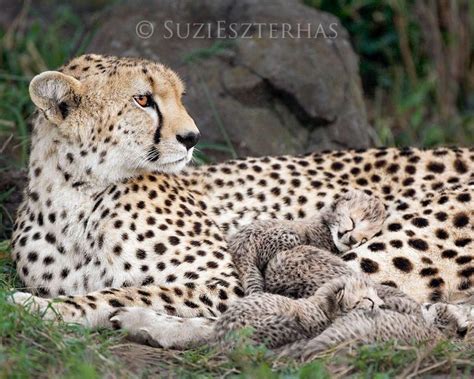 Tiny Cheetah Cubs Sleeping Peacefully With Mum : r/hardcoreaww