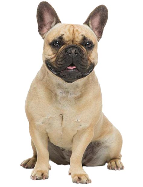 Are French Bulldogs Big