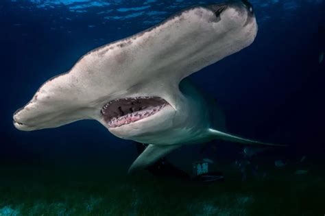 Great Hammerhead Shark - Lifestyle, Diet, and More - Wildlife Explained