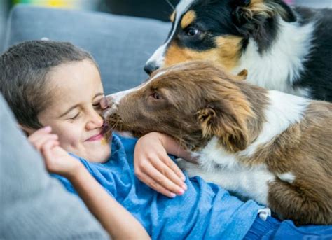 Why Do Dogs Lick Your Face, and Is It a Problem? | PetMD