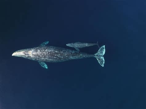 Newborn gray whale and its mama captured on drone video gliding under ...