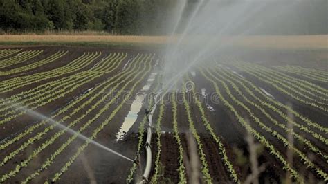 Irrigation Sprinkler Systems Work in the Vegetable Field Stock Video ...