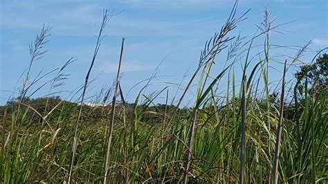 Tidal Freshwater Marsh | Audubon Pine Island Sanctuary & Center