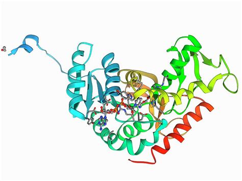 Lactate Dehydrogenase Enzyme Molecule Photograph by Laguna Design ...