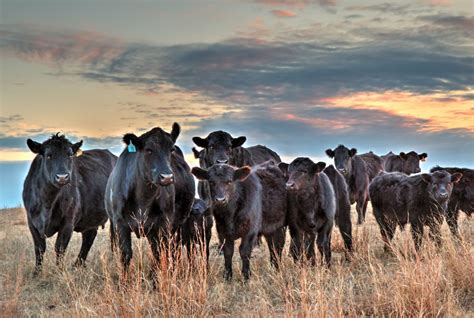 Black Angus Canvas Framed Cow Art Angus Photo Print Gift - Etsy | Kuh ...