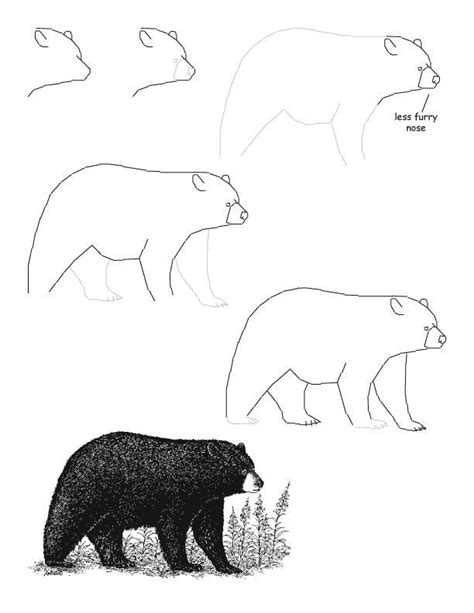 Easy Black Bear Drawing