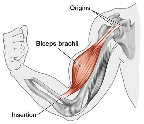 Origin And Insertion Of Bicep : OIA Deck 2 at University of North Texas ...